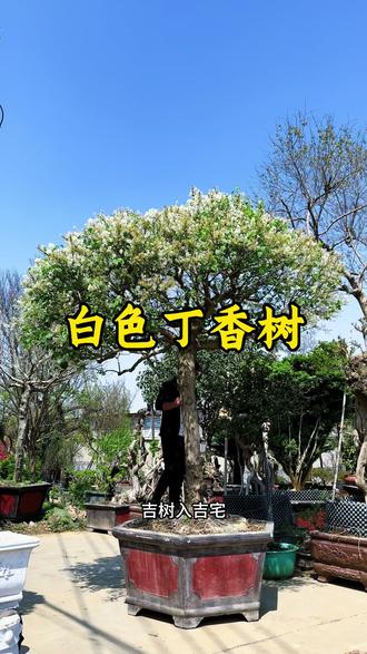 高杆白色丁香花树#丁香花 #丁香树 #庭院植物 #庭院开花树 #庭院景观树