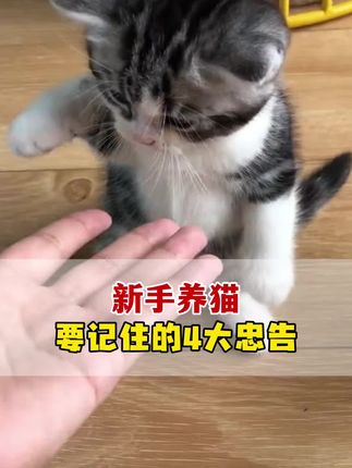 新手养猫,一定要记住四大忠告#养猫必备 #养猫好物 #养猫经验分享 #养猫用品推荐 #养猫知识