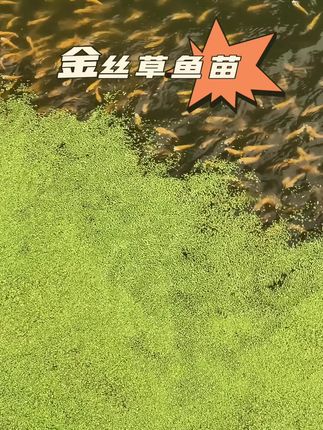 #养鱼 #看过来 金丝草鱼苗#自然生态养殖#质量第一诚信为本