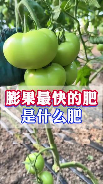 膨果最快的肥是什么肥?#种植技术#西红柿种植 #番茄种植 #服务三农支持三农