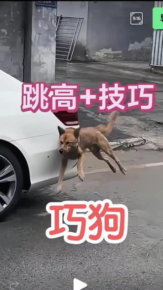 巧狗高难度技巧展示萌到爆#狗狗#搞笑#荫宠