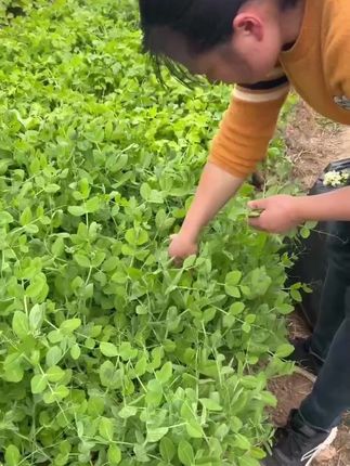 豌豆种子 #豌豆 #助农 #我的乡村生活