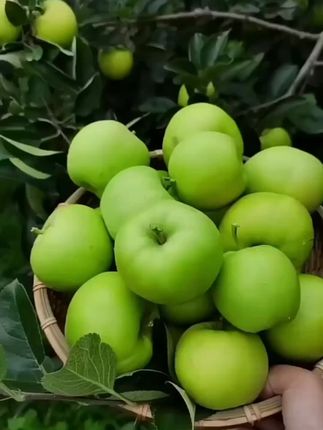 青皮高原脆甜王!昭通青香蕉苹果,自然好味。#青香蕉 #优质农产品 #青香蕉苹果 #脆甜多汁 #鲜果采摘