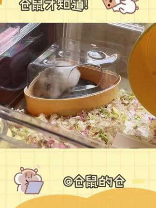 布卡星奶酪浴室小仓鼠浴沙厕所两用尿砂盆金丝熊沐浴造景冬天用品#仓鼠厕所#浴沙盆 #仓鼠尿砂盆#仓鼠造景
