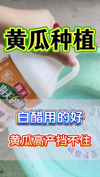 白醋用的好,黄瓜高产挡不住 #黄瓜种植 #黄瓜种植技术 #黄瓜高产 #黄瓜管理