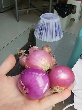 #小洋葱头#紫皮小洋葱#优质农产品 #洋葱