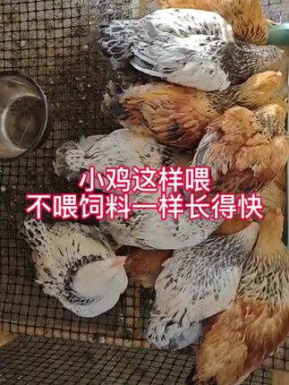 #鸡笼 #鸡蛋 #小鸡 #贝壳粉 #下蛋 小鸡这样喂,营养全面看看我到家9天的阉鸡,个个圆鼓鼓,肉眼可见的成长