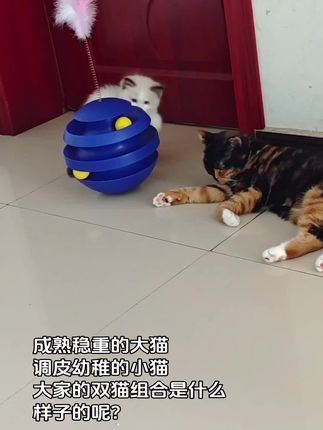 小猫玩具#毛孩子的日常 #与猫猫在一起的时光 #可爱的小猫咪 #萌宠出道计划 #家有宠物很幸福