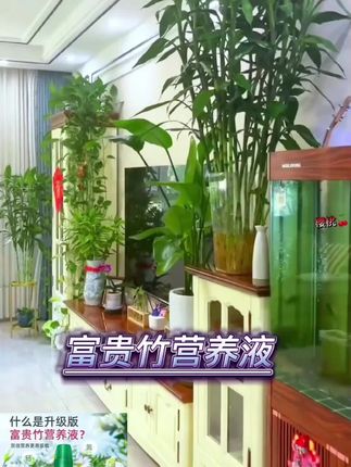 富贵竹养不久就黄叶枯叶,这是缺少了养分造成的,需要定期给它用这个专用营养液补充#花卉绿植 #盆栽 #富贵竹 #分享