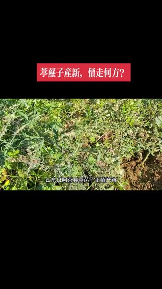 葶苈子价走何方?#中药材 #新农人计划2023 #香料 #支持三农扶持三农发展 #药材收购