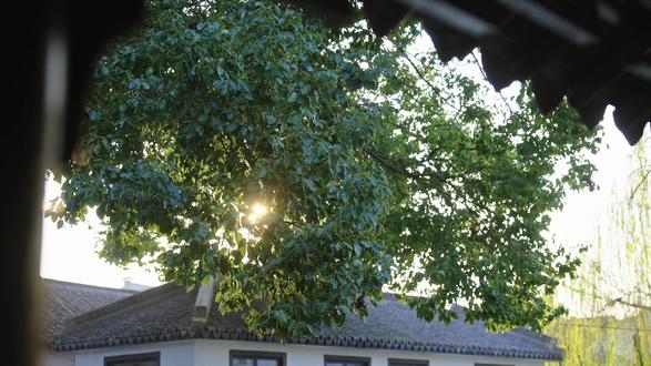 带爸妈办一场沉浸式明制婚礼,妈妈当场哭成了泪人 #中式目的地婚礼 #明制婚礼 #中式婚礼 #备婚 #婚前微电影