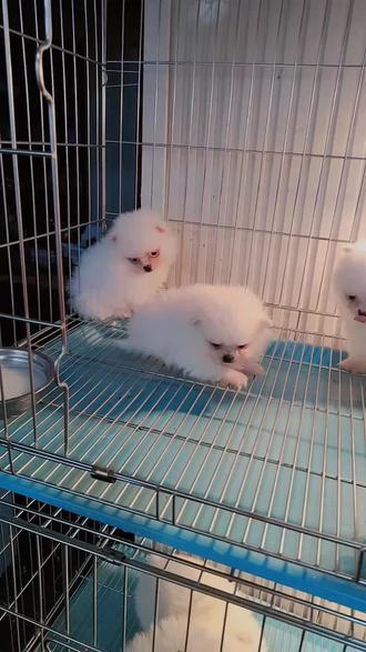 茶杯犬2999一只两公一母现货