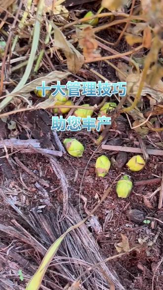 槟榔丰产丰收的十大方法#槟榔 #槟榔管理