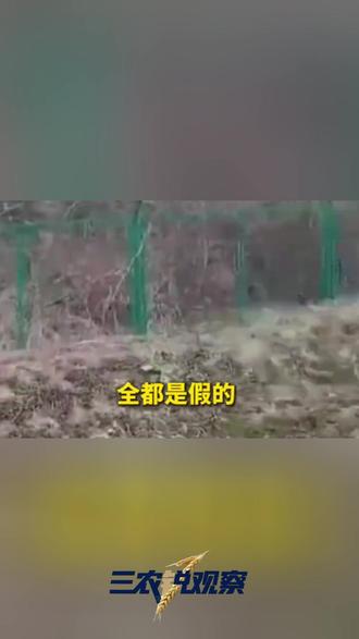 南通袁庄被指种假树无树根