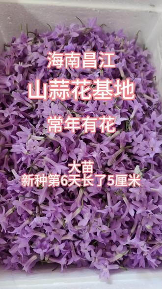 山蒜花-海南昌江基地全年不断货 #三农 #抖音助农#乡村振兴#回农村#农业知识