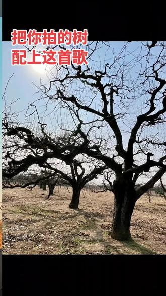 歌名;人生如树 树如人生