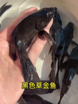 鱼缸里的“镇缸之宝”来啦! 这条墨色锦鲤,鳞片黑得发亮,像被月光镀过一层釉。游起来身姿矫健,尾巴一摆,自带“转运”气场。不管是新手入门还是资深玩家,养上这么一条,不仅鱼缸颜值飙升,还能讨个“水旺财旺”的好彩头。新手也能轻松上手。现在下单,让这份好运早点到家~ #养鱼人 #水族 #观赏鱼 #上热搜 #水族爱好者