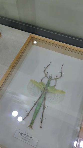 巨型竹节虫+金龟子吉丁
#昆虫 #竹节虫 #太原植物园