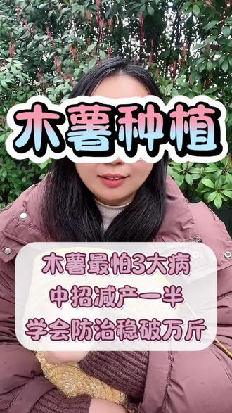 木薯最怕3种病害,中招减产一半,学会防治破万斤#木薯 #木薯种植 #木薯种植方法 #木薯种植基地 #木薯高产种植