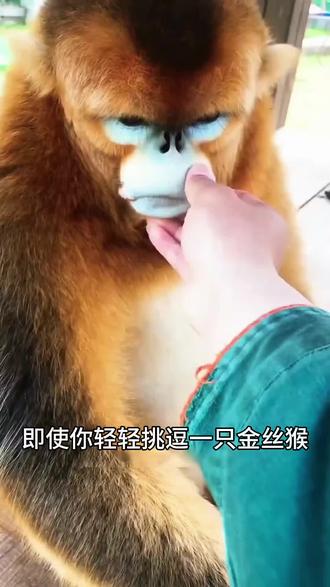 金丝猴是最友好的动物#金丝猴