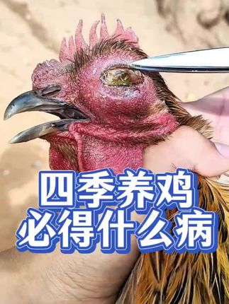 #上热门 #三农#新农人计划2025#鸡呼噜怪叫#鸡张口呼吸@抖音小助手 @抖音创作小助手
