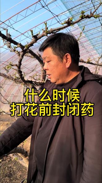 #大樱桃种植管理 什么时候应该打花前封闭药