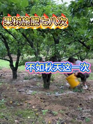 果树施肥七八次 不如秋天这一次 #果树管理 #果树种植 #果树高产管理 #果树秋季施肥 #颗粒硼肥