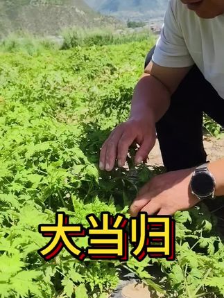 #原创视频 #当归 #我为家乡农产品代言 #新农人计划 #我的乡村生活