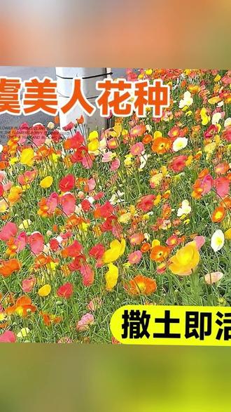 花种子 四季播种开花的野花组合花种子,有除虫菊、格桑花、太阳花种籽#花卉养护 #花园布置 #花种子 #花卉种植 #种植乐趣