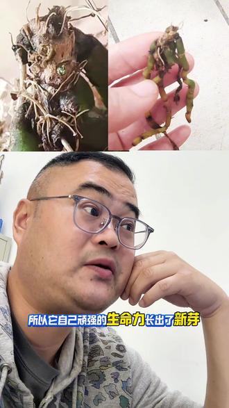 放过他们,放过自己#蝴蝶兰趣谈