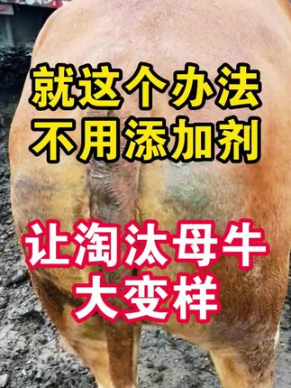 #母牛育肥 #老片母牛 #老片母牛育肥 #养牛人 #淘汰母牛
