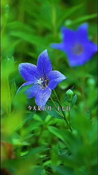 今天是5月27日,星期三,早安!新的一天开启,前路或有风雨,但记得带上微笑,哪怕生活偶尔颠簸,也要保持温柔与坚定,愿你今天遇见的每一件小事,都藏着不期而遇的美好,加油!#早安 #早安心语 #早安朋友们开心快乐每一天 #早安正能量 #治愈系 @DOU+上热门