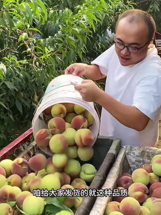 这一口青州蜜桃我居然等了一年,心心念念青州蜜桃终于成熟了,老公随手买的青州脆蜜桃,脆脆甜甜,好甜,而且还是离核的山地桃子,真的爱了,怎么会有这么好吃的桃子?一口咬下清脆可口,甜蜜的汁水在嘴里四溢,桃香味浓郁,清甜又多汁,是小时候的味道,都是新鲜采摘的桃子,喜欢吃桃子宝子们尝尝吧!#冬桃#现摘现发新鲜到家#脆蜜桃#桃子熟了#脆甜多汁