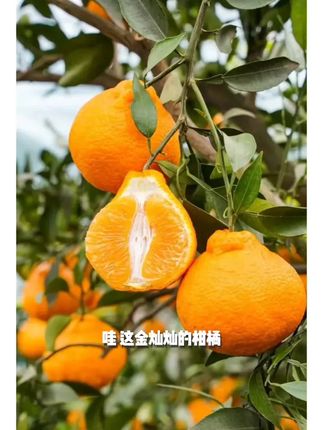 【丑橘不知火】新鲜现摘丑橘不知火丑柑丑八怪新鲜应季水果高山发货