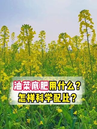 油菜底肥用什么?怎样科学配比?#种植小技巧 #助力三农 #油菜种植 #油菜 #颗粒硼