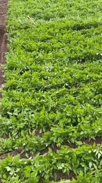 安徽安庆市石牌填土培芹菜芽,农家自种,新鲜脆嫩,味道鲜美,营养丰富,热炒,凉拌,美味可口#农民种地不容易啊