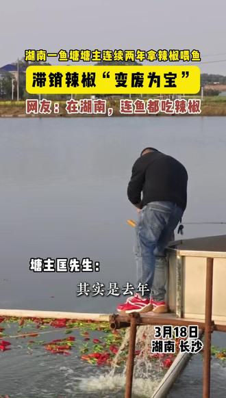 湖南长沙鱼塘主连续两年用辣椒喂鱼,滞销辣椒竟“变废为宝”。塘主:鱼肉肉质并不会变辣。网友:在湖南,连鱼都吃辣椒。(实习记者:赵玉彬)