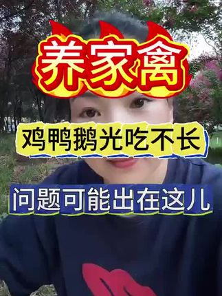 关注达达姐 教您轻松养好家禽家畜#家畜家禽 #家禽管理#知识分享