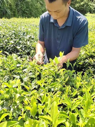 #爱喝茶的关注我 #自家茶园 #原产地 #新࿆鲜࿆采࿆摘 #茶叶加工