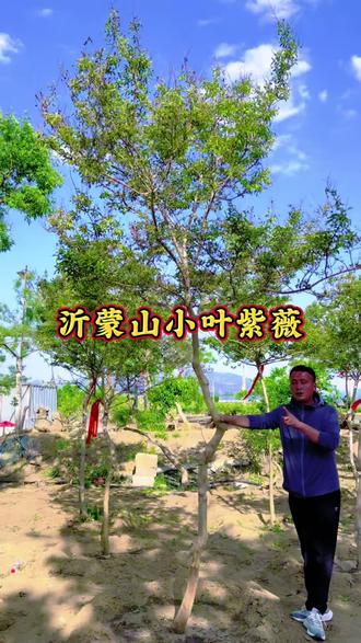 沂蒙山小叶紫薇6月底开花到10月份,整个夏天有花看 #沂蒙山小叶紫薇 #别墅庭院植物 #造型树 #小叶紫薇 #上热门