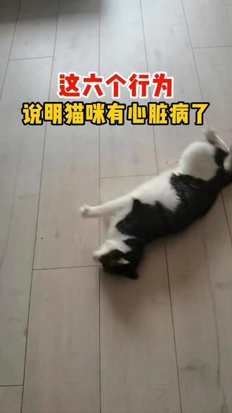 猫咪这六个行为,说明有心脏问题了 #猫咪 #养猫人 #养猫日常 #猫咪心脏病