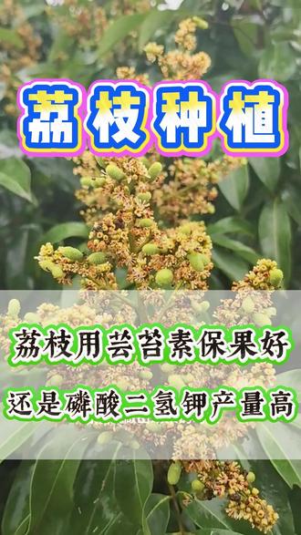 荔枝幼果期 一定要做好膨果保果工作。 #荔枝 #荔枝种植 #荔枝树 #妃子笑荔枝