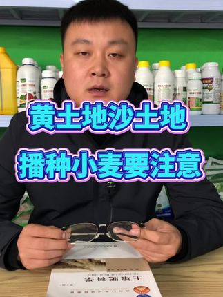 #小麦种植 #小麦种植管理技术 #小麦高产 #颗粒硼 #增产增收