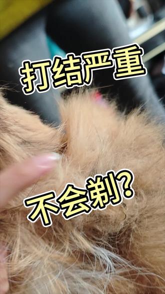 打结严重不会剃的,快来看教程吧👀#宠物剃毛器 #宠物 #猫咪剃毛 #狗狗剃毛 #剃毛