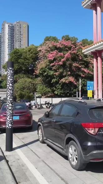 凤凰山,捡锥栗,失算了,没带手套,只捡了几个😂😂