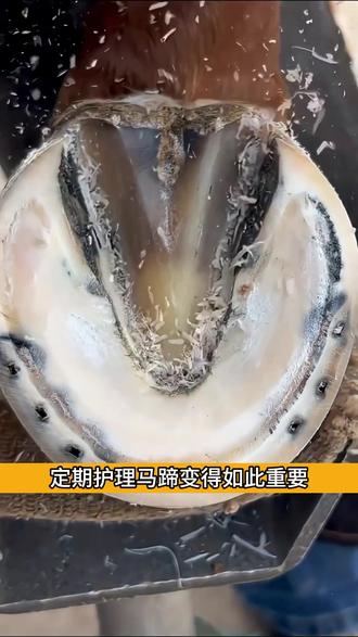 为什么给马儿修蹄子 #探索新奇 #涨知识 #马儿