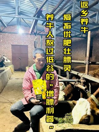 养牛人熬过低谷的“增膘利器”#新农人计划 #养牛人 #返乡创业青年