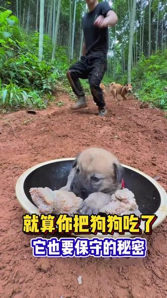 就算你把狗狗吃了,它也要保守的小秘密#养狗人 #新手养狗 #养狗经验分享 #宠物狗 #科学养狗