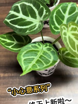 北欧风系列上“心”啦! 本次上“心”:白犀牛海芋、铜锣烧花烛、雾凇、罗汉松,精选A+级植物,懒人都可以养得好好看!还有礼盒礼袋哦!#白犀牛 #罗汉松 #花烛 #雾凇 #创意植物