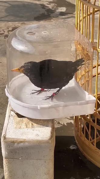 狗尿苔的女人,好多男人把她当成宝,那些还在舔狗尿苔的男同胞们,赶紧的醒醒吧!